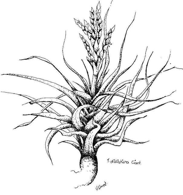 <I>Tillandsia didisticha</I> Giant